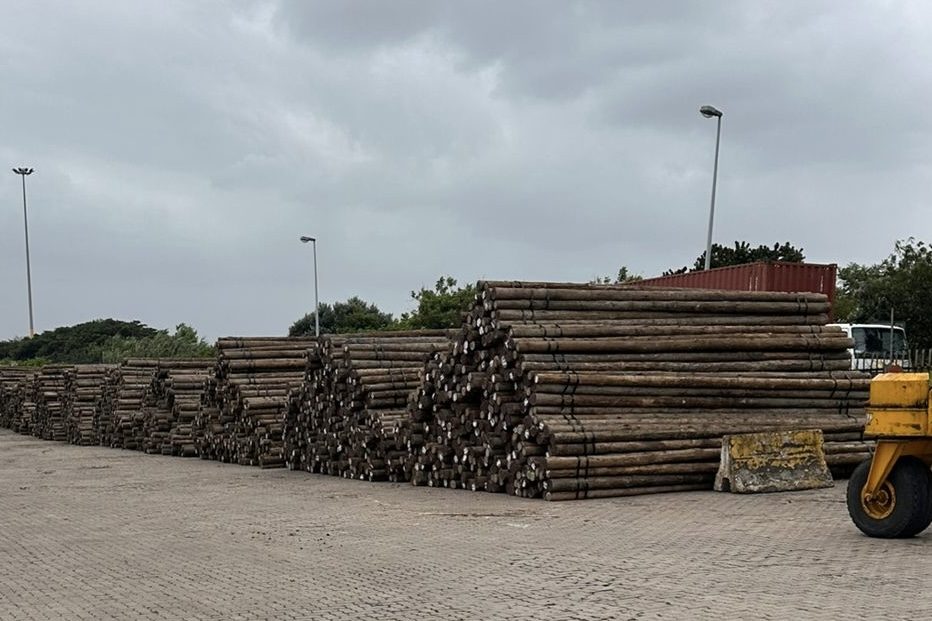 Dijkverbetering Stichtse Vecht met Eucalyptus cloeziana palen