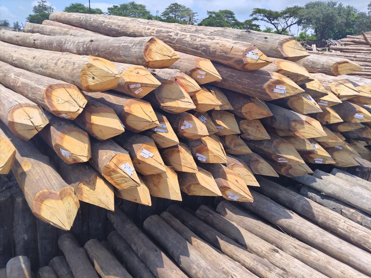 Kustbescherming Graal-Müritz, Heiligendamm en Graswarder met Eucalyptus cloeziana palen