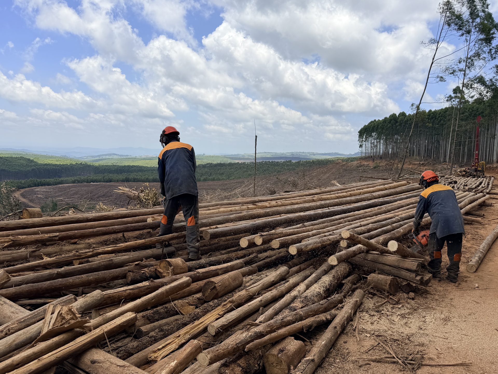Oogst van Eucalyptus Cloeziana in Zuid-Afrika