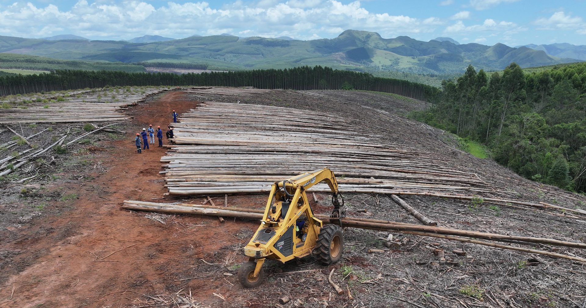 Eucalyptus grandis plantage en oogst in Zuid-Afrika