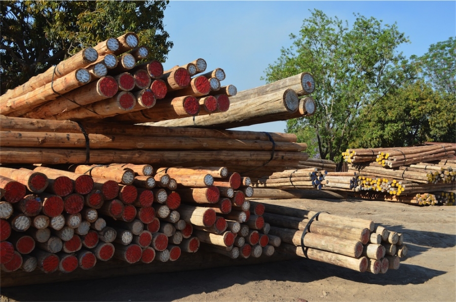 Ronde Eucalyptus palen gebundeld op het productieterrein