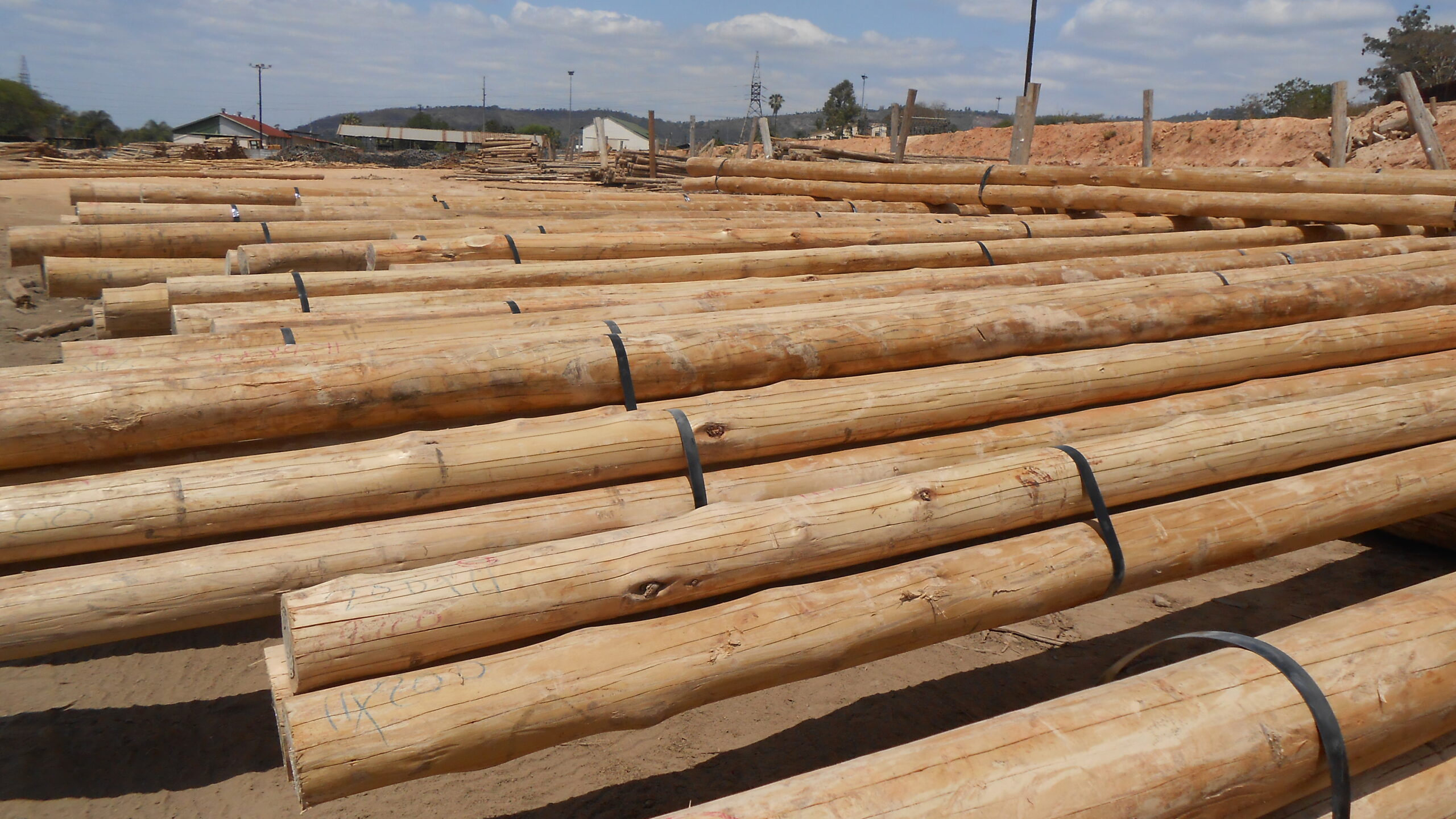 Ronde Eucalyptus palen gebundeld op het productieterrein