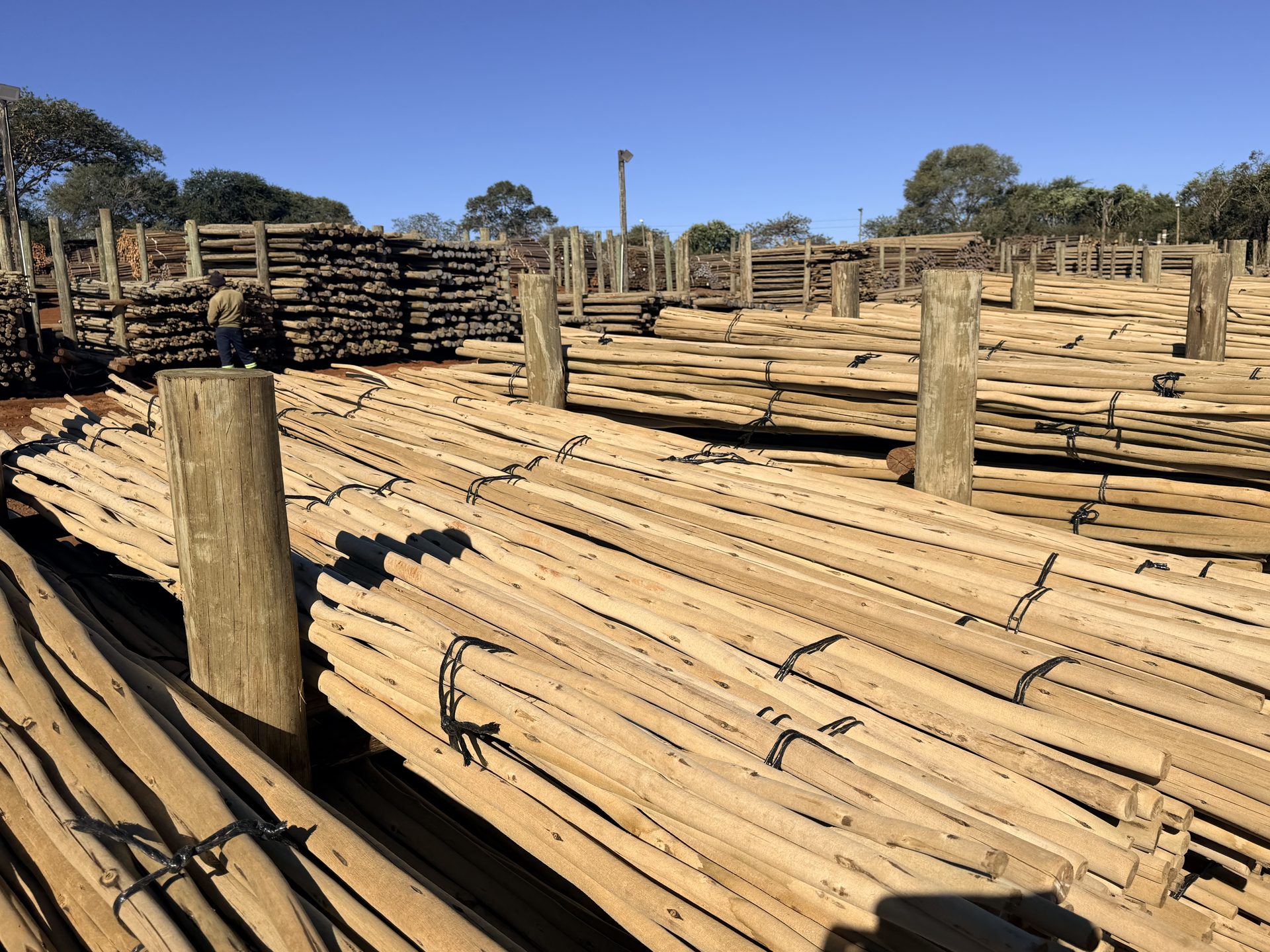 Latten van eucalyptus grandis in opslag