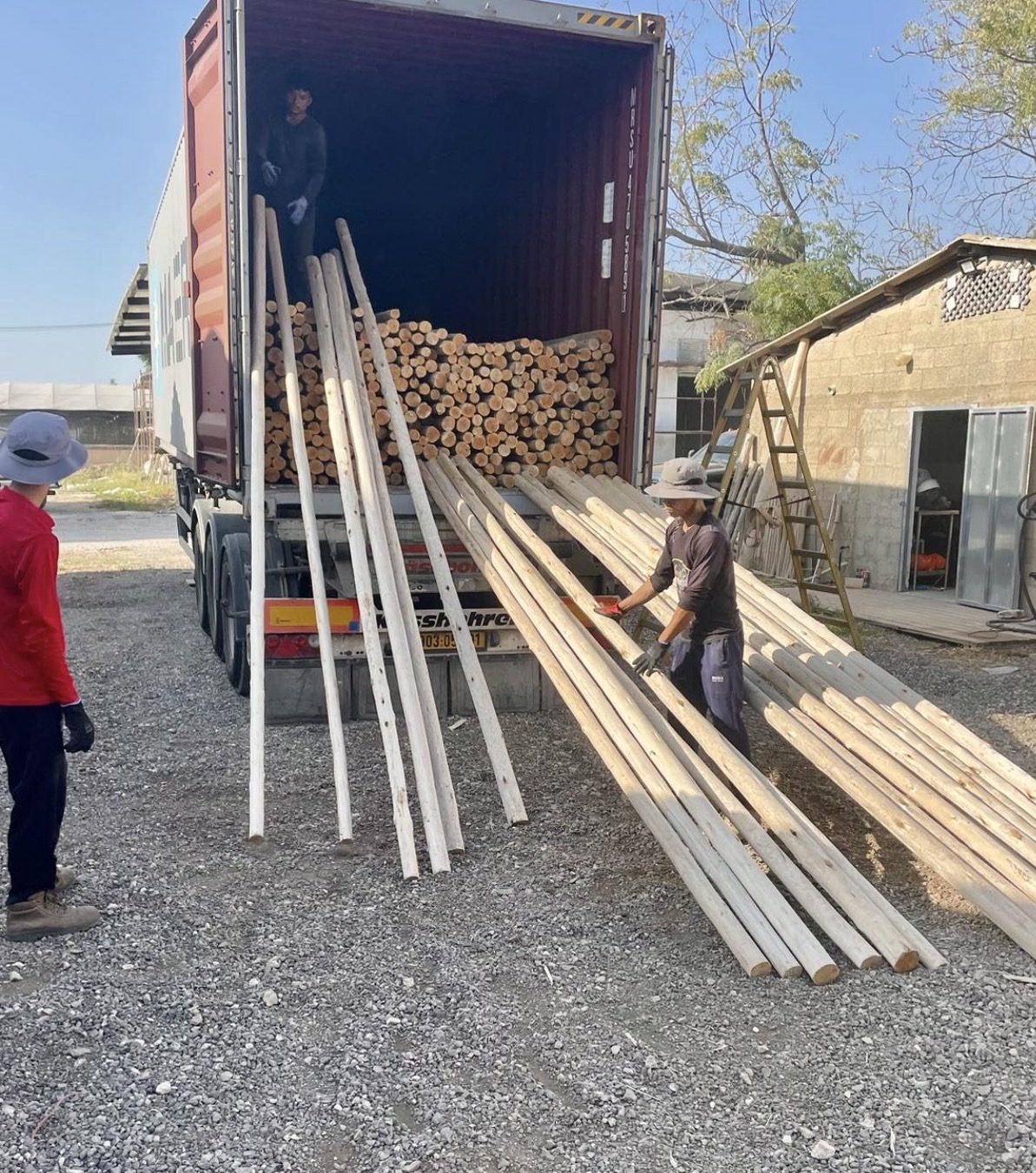Laden van bundels eucalyptus grandis latten