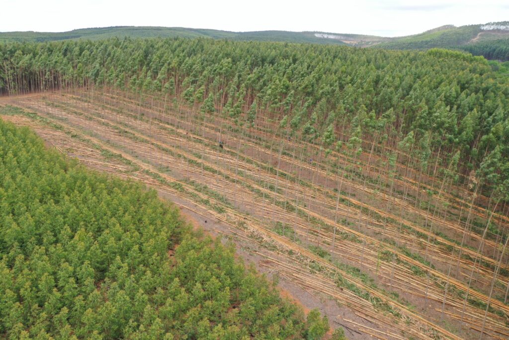 Oogst in een eucalyptusplantage in Zuid-Afrika, gezien vanuit de lucht